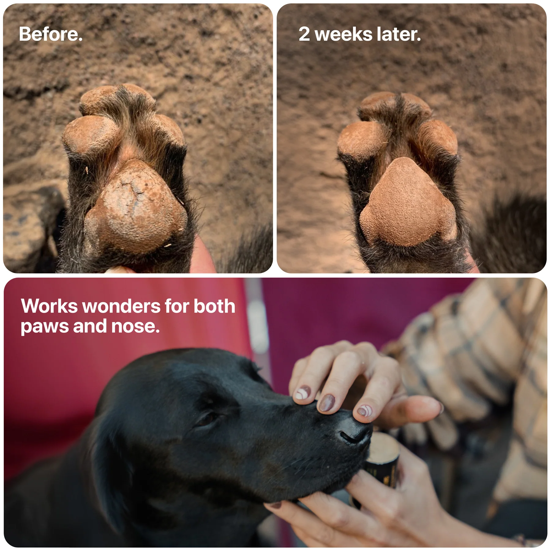 Dog Paw Balm - Image 4